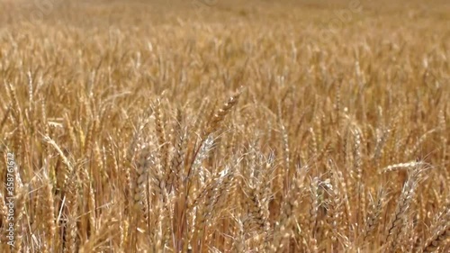 Wheat field. Ears of golden wheat close up. Beautiful Nature Sunset Landscape. Rural Scenery under Shining Sunlight. Background of ripening ears of meadow wheat field. Rich harvest Concept