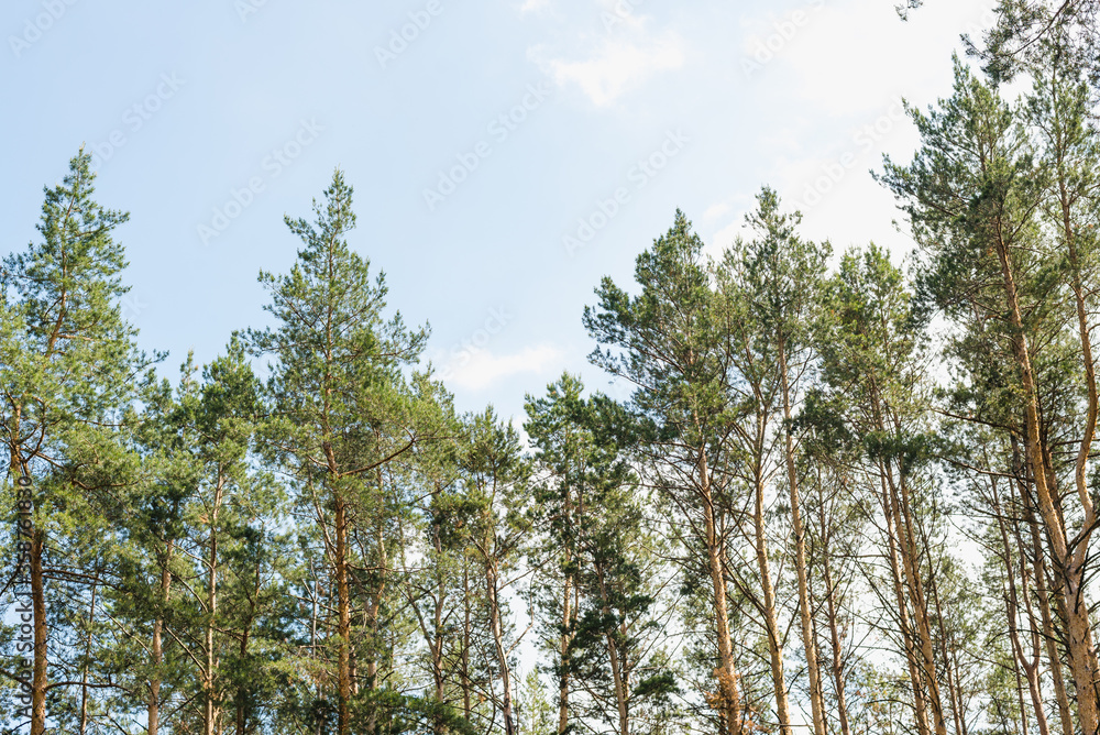 pine forest against the sky, pine trunks, tops of pines pine forest against the sky, pine trunks, tops of pines