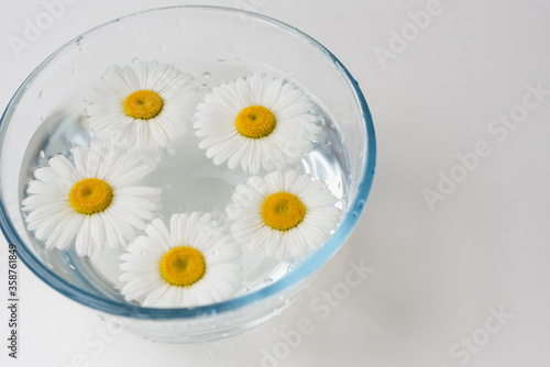 chamomile flowers in a bowl of water, chamomile flowers © lelya198814
