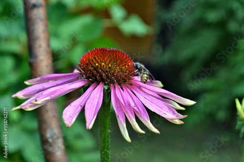 Purple coneflowers (Echinacea) in full blossom in green  summer garden, medicinal herbs. Phytotherapy.