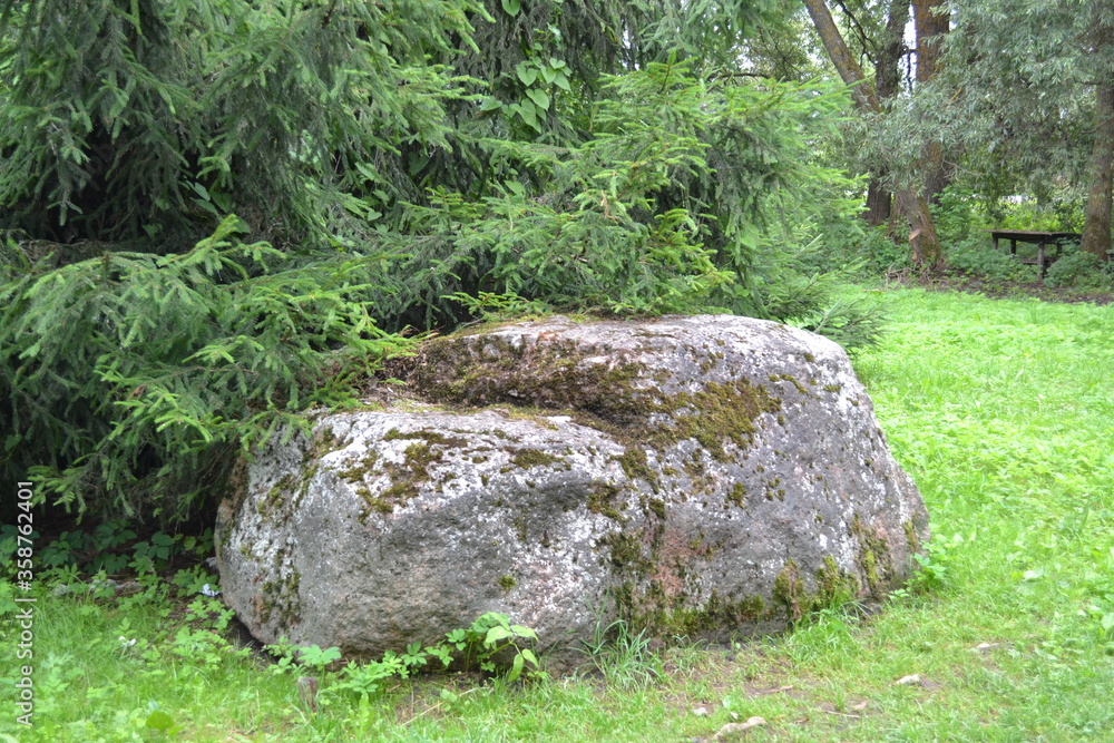 Big old massy stone of glacial period in the spruce forest. Medieval and fairy landscape. 