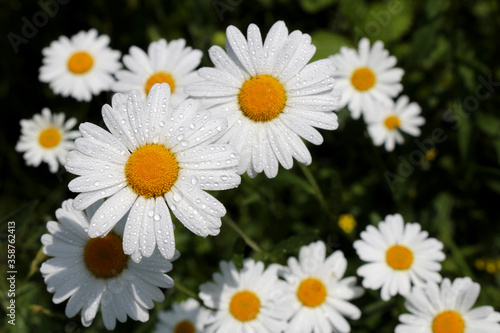 Daisy flowers with water drops on white petals. Chamomile on summer meadow in sunny morning