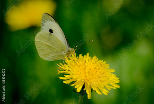 A butterfly straightened its proboscis sits on a yellow dandelion