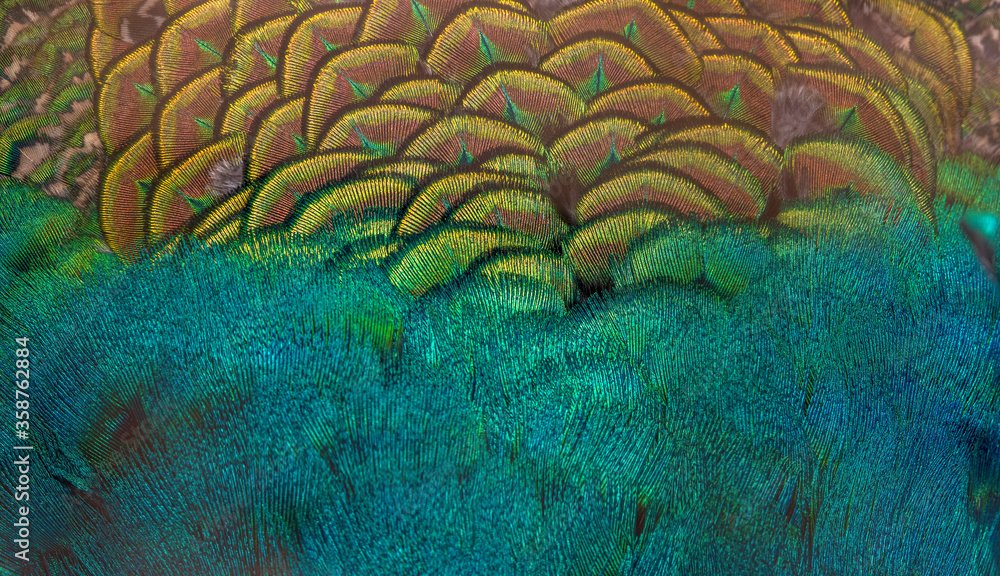 Fototapeta Closeup peacock feathers ,Beautiful background, wallpaper, texture