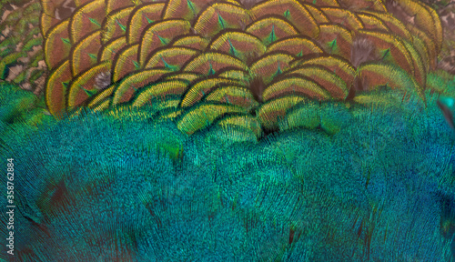 Closeup peacock feathers ,Beautiful background, wallpaper, texture
