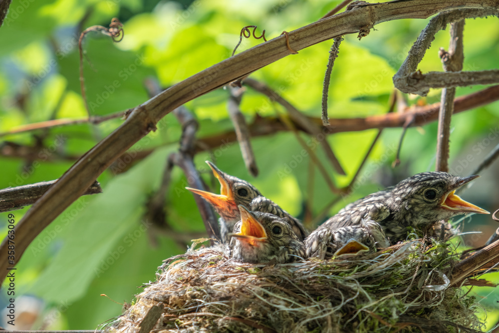 Obraz premium Flycatchers chicks in the nest. A brood of chicks is gradually covered with feathers. Kids are waiting for their parents to eat. A house, a nest of twigs, moss, feathers for birds on a vine.