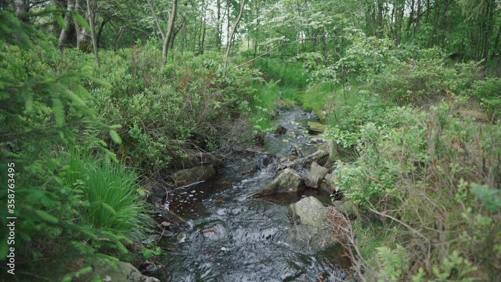 Little river in the forest Little river in the forest