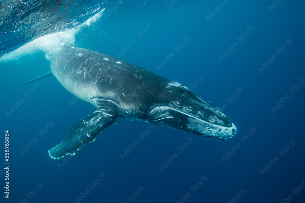 Fototapeta premium Humpback whale calf playing at the surface, Pacific Ocean, Tonga.