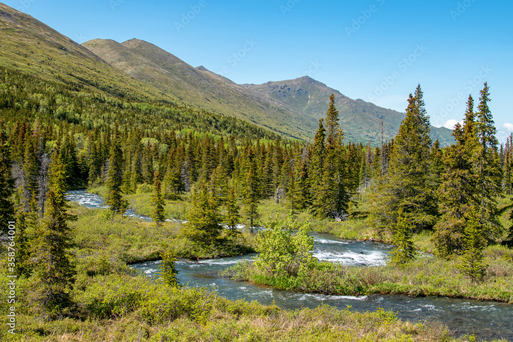 Forest at the upper limits of the tree line in the South Fork Eagle River glacial valley