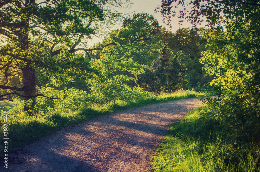 Enchanted fairy forest