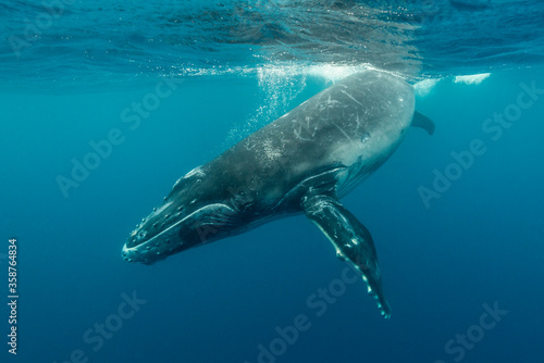 Humpback whale calf playing at the surface, Pacific Ocean, Tonga. © wildestanimal