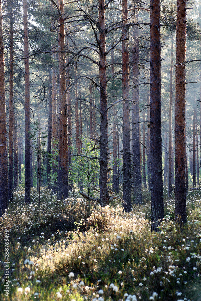 Fototapeta premium Midsummer morning in forest at the side of marsh area in Southern Finland. 