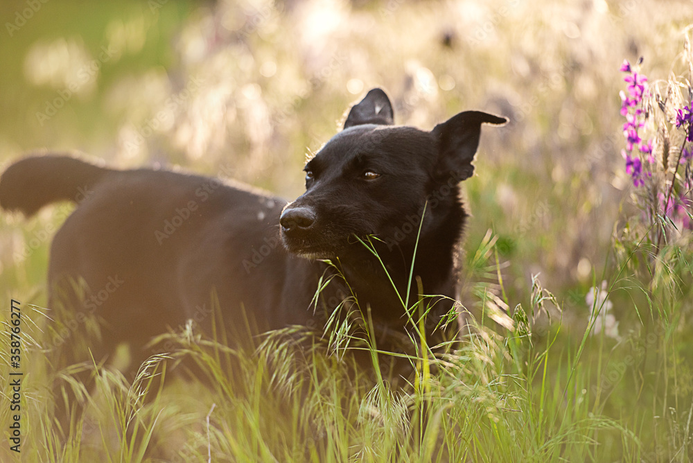 black dog in the garden