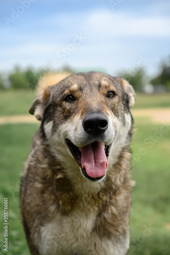 Portrait of a cheerful dog in the countryside. Mixed breed. Vertical orientation.