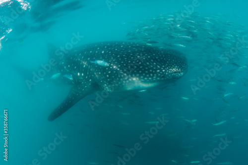 Whale shark feeding on copepods  Sea of Cortez  Baja California  Mexico.