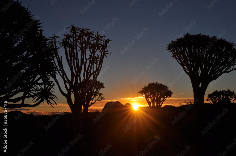 Sonnenuntergang bei den Köcherbäumen in Namibia