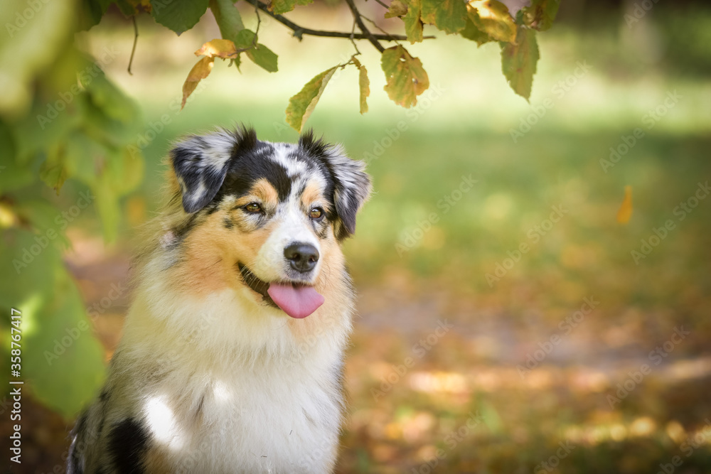 Portrait of Australian shepherd with amazing background. Amazing autumn atmosphere in Prague. Portrait of Australian shepherd with amazing background. Amazing autumn atmosphere in Prague.