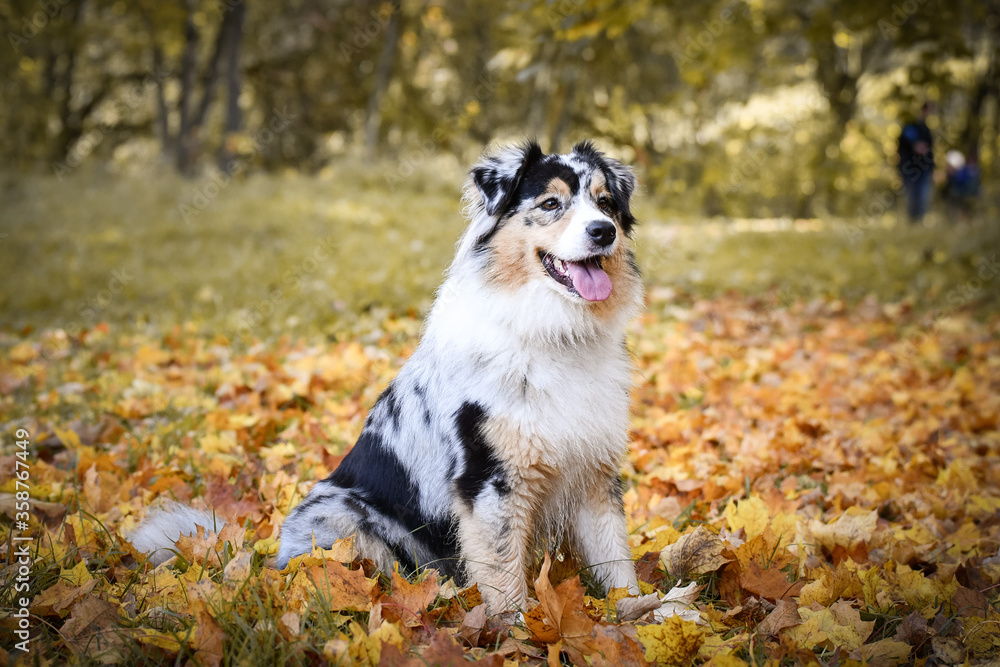 Crazy Australian shepherd is catching leaves in air. She is so crazy dog. Crazy Australian shepherd is catching leaves in air. She is so crazy dog.