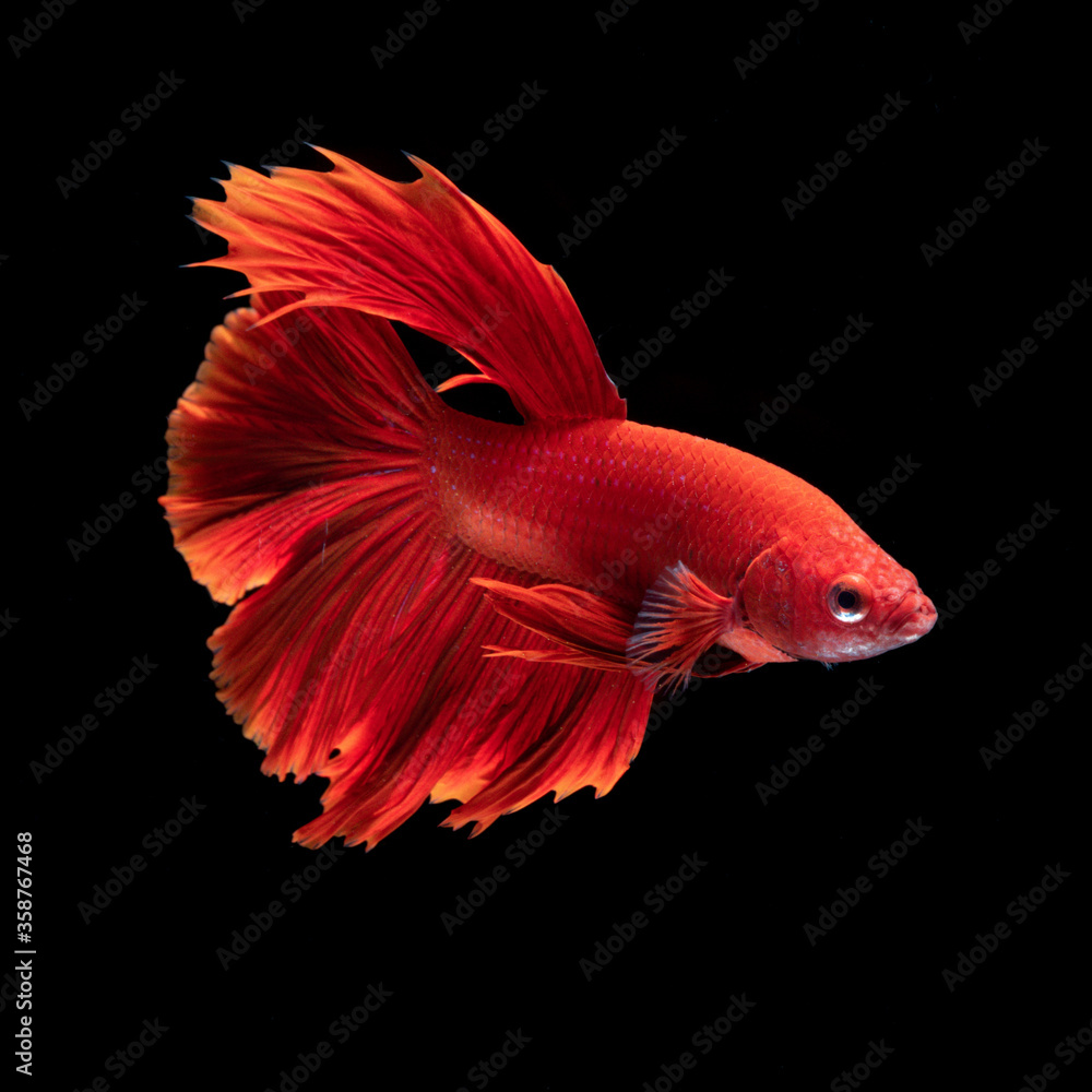 Beautiful Red Betta Fish in Aquarium Beautiful Red Betta Fish in Aquarium