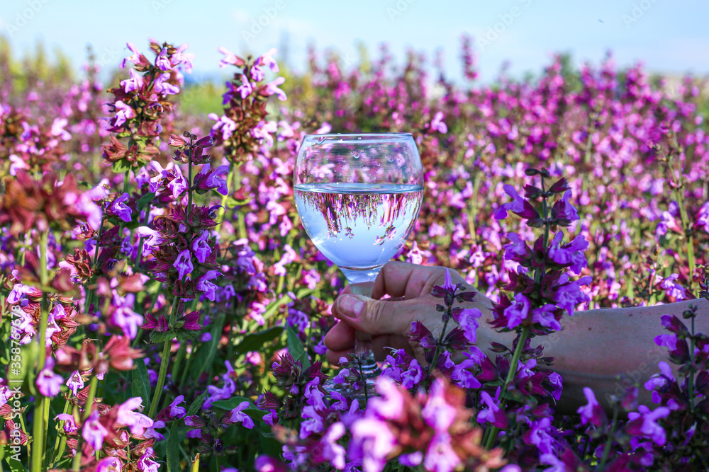 Hand holding a glass with purple flowers at the sage field. Beautiful summer flowers background.