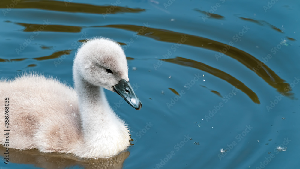 Young cygnet taking to the water