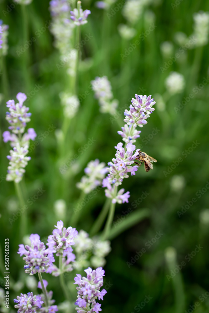 Fototapeta premium lavender flowers in the garden