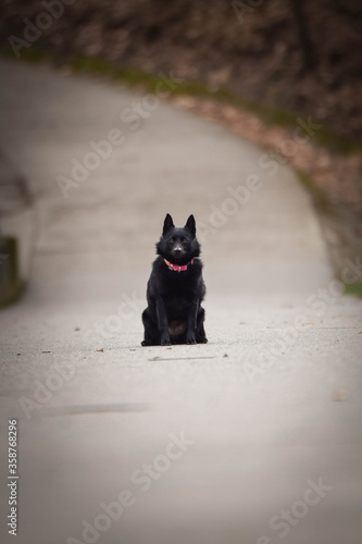 puppy of schipperke is running on road. She is so happy and crazy dog. She loves moving. © doda