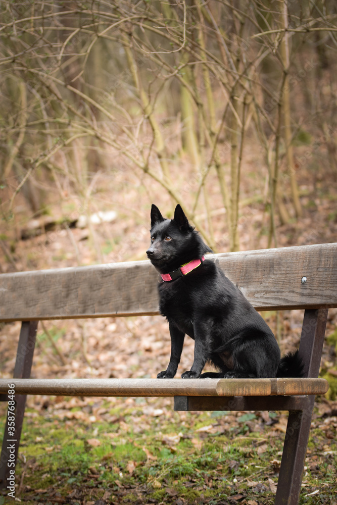Autumn portrait of schipperke puppy on brench. She is so cute animal with very nice face. Autumn portrait of schipperke puppy on brench. She is so cute animal with very nice face.