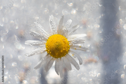 daisy in snow
