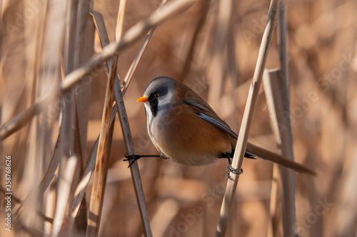 bigotudo (Panurus biarmicus)