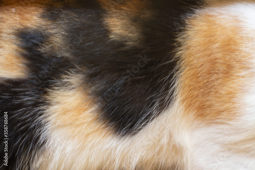 close up of a cat fur