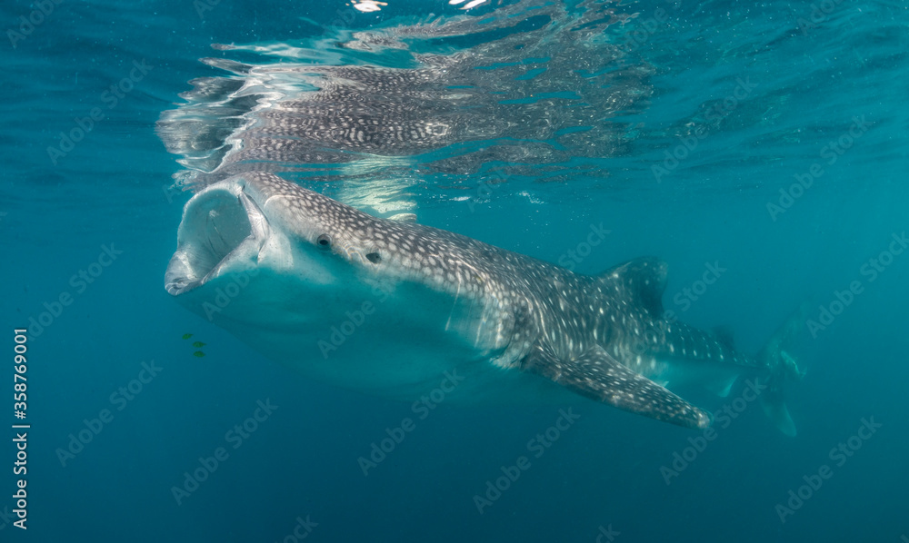 Naklejka premium Whale shark feeding on copepods, Sea of Cortez, Baja California, Mexico.