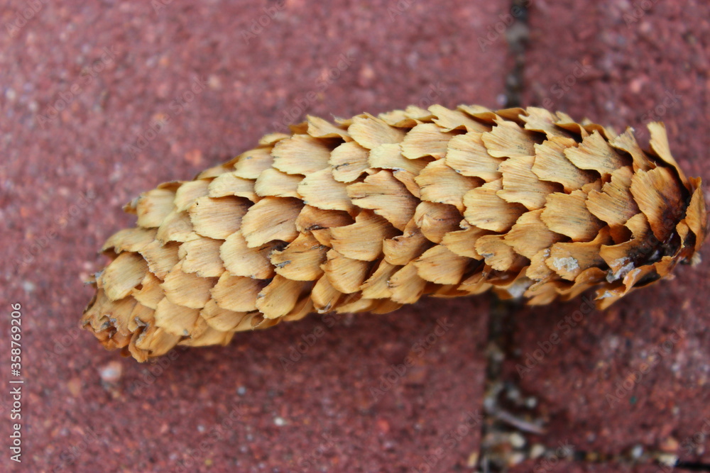 Obraz premium Pine cone