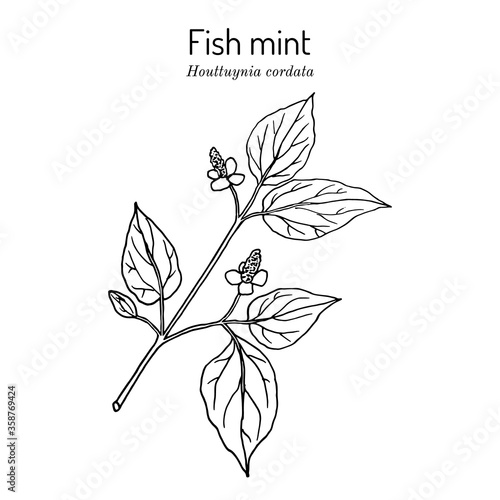 Fish mint Houttuynia cordata , medicinal plant photo