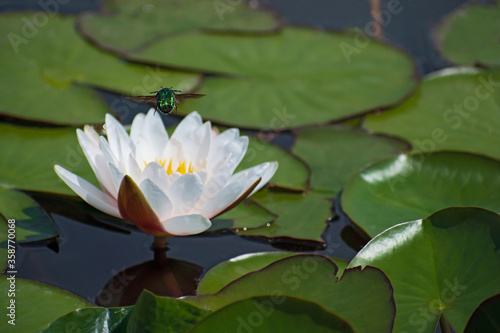 Beautiful bright green beetle flies over a white water lily