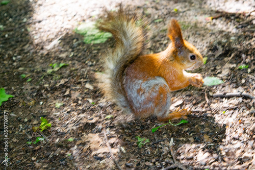 A young red squirrel looks for fallen nuts in the forest.