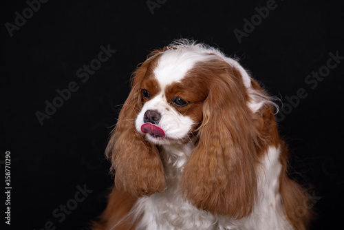 Portrait of a red-colored cavalier Spaniel dog.