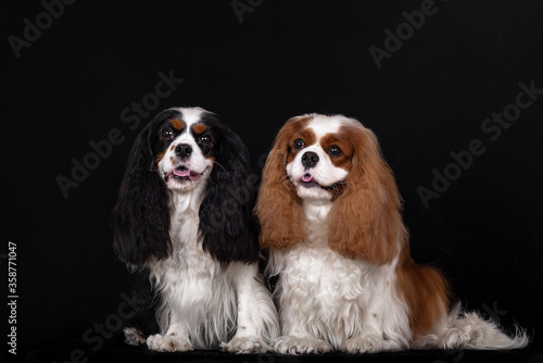 adorable group of two cavalier king charles spaniels in the photo studio on the black background