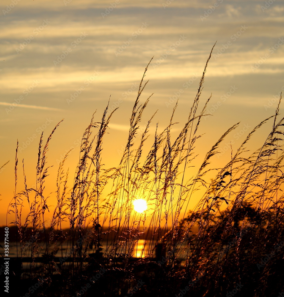 The setting sun shot through some grasses  at the riverside country park in Gillingham Kent 