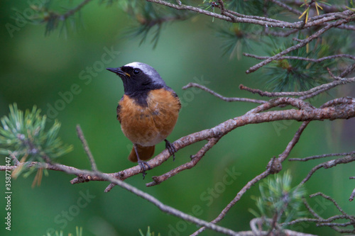 Redstart male bird on pine tree