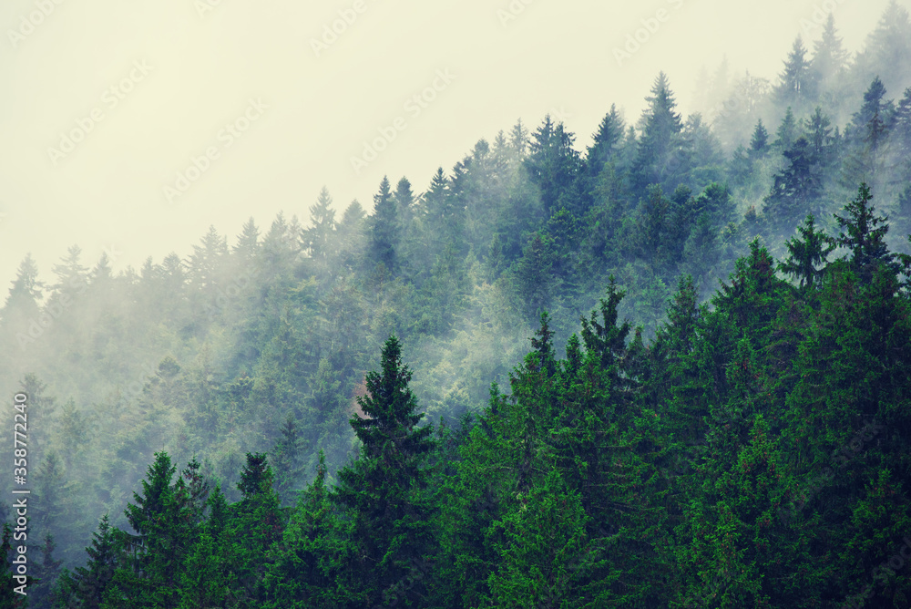 Obraz premium Misty mountain landscape