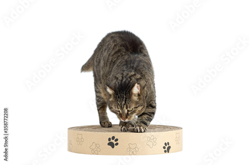 Adult grey tabby cat scratching paper cat scratcher with paws from recyclable cardboard isolated on white background
