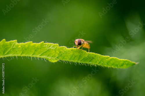 Canvas Print Detail of isolated hoverfly  (flower fly or syrphid fly)