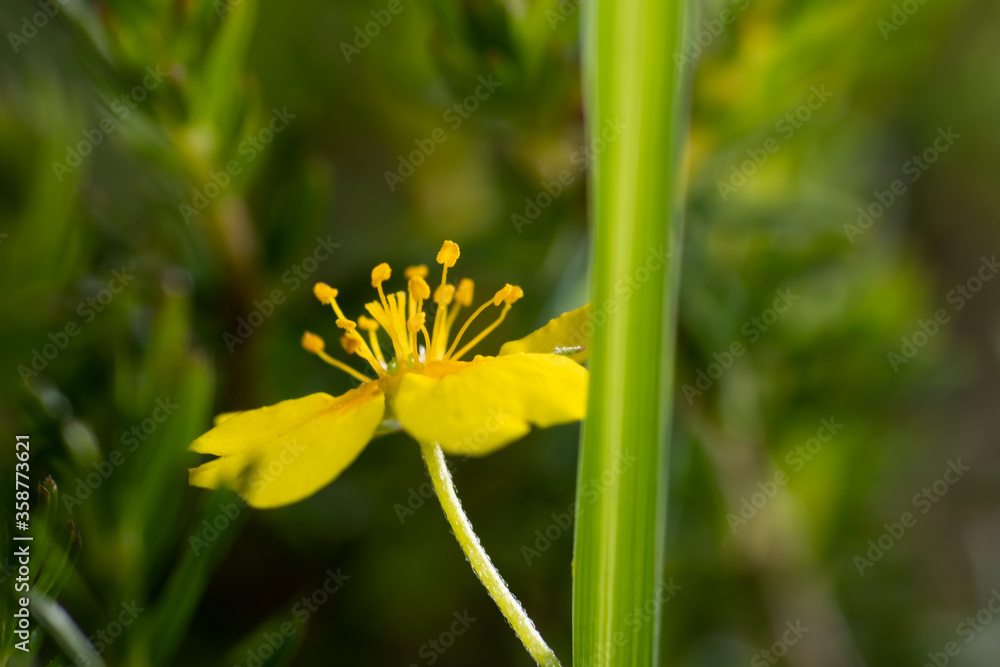 Common tormentil and grass Common tormentil and grass