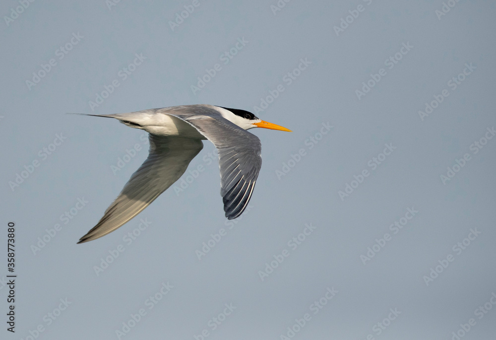 Lesser Crested Tern flying at Busaiteen coast, Bahrain Lesser Crested Tern flying at Busaiteen coast, Bahrain