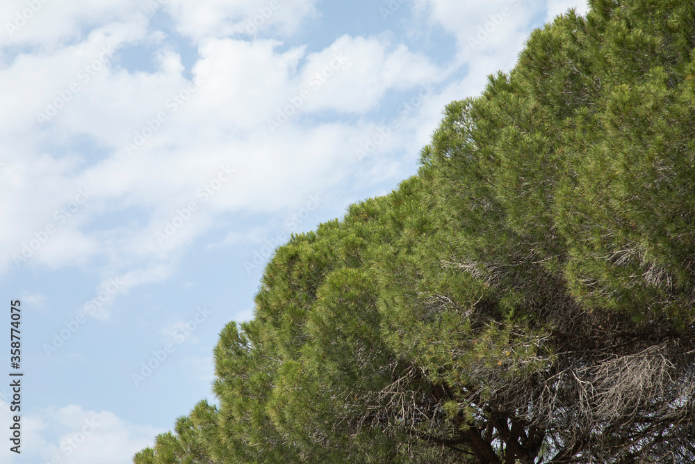 green pine tree and blue sky