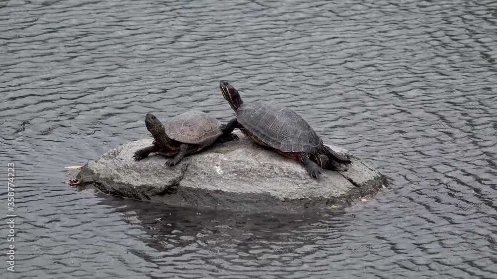 Pair of Red-eared slider turtle resting on a stone in the water. Kyoto, Japan


