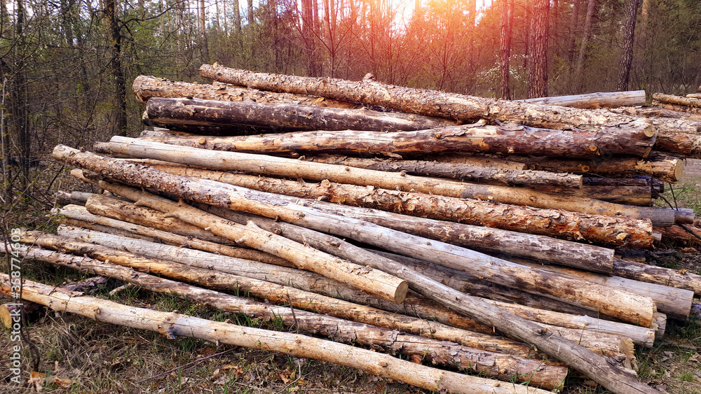 Timber and wooden logs lie in the forest after a saw cut. Wood and materials for production. Ecology. Deforestation. Environmental protection concept. Timber and wooden logs lie in the forest after a saw cut. Wood and materials for production. Ecology. Deforestation. Environmental protection concept.
