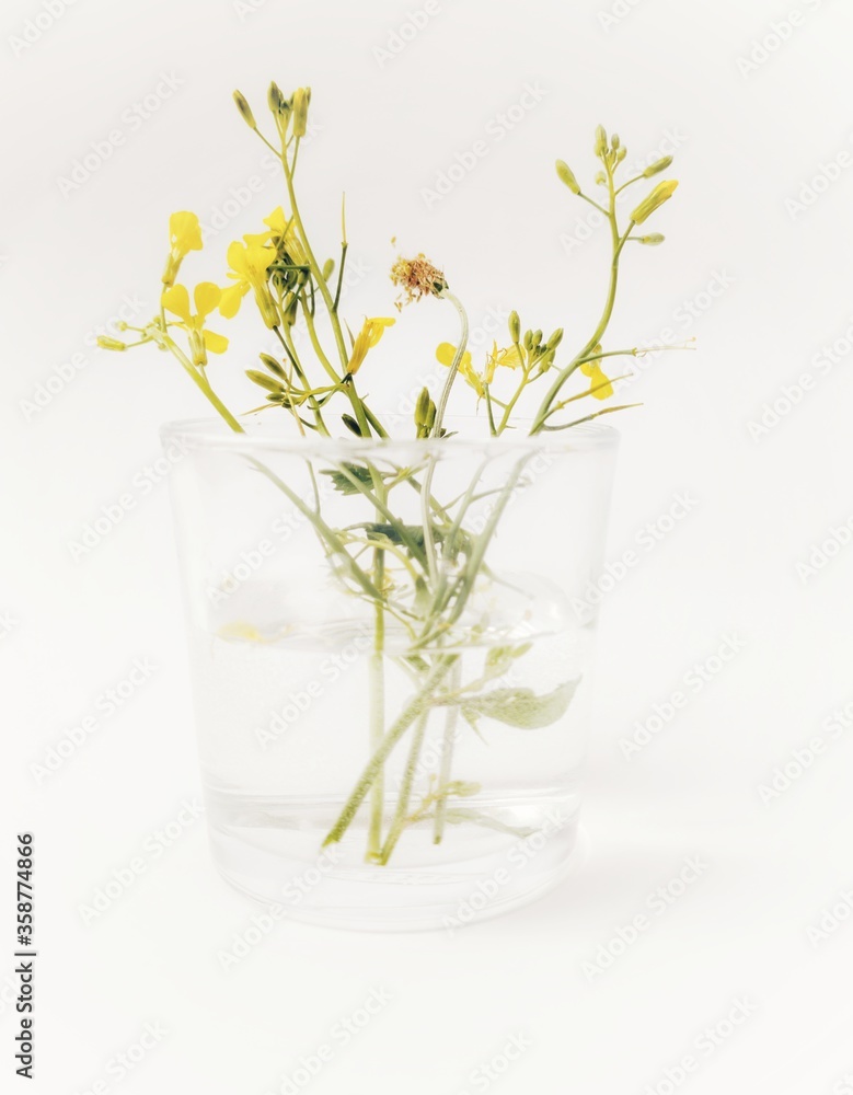 flowers in vase