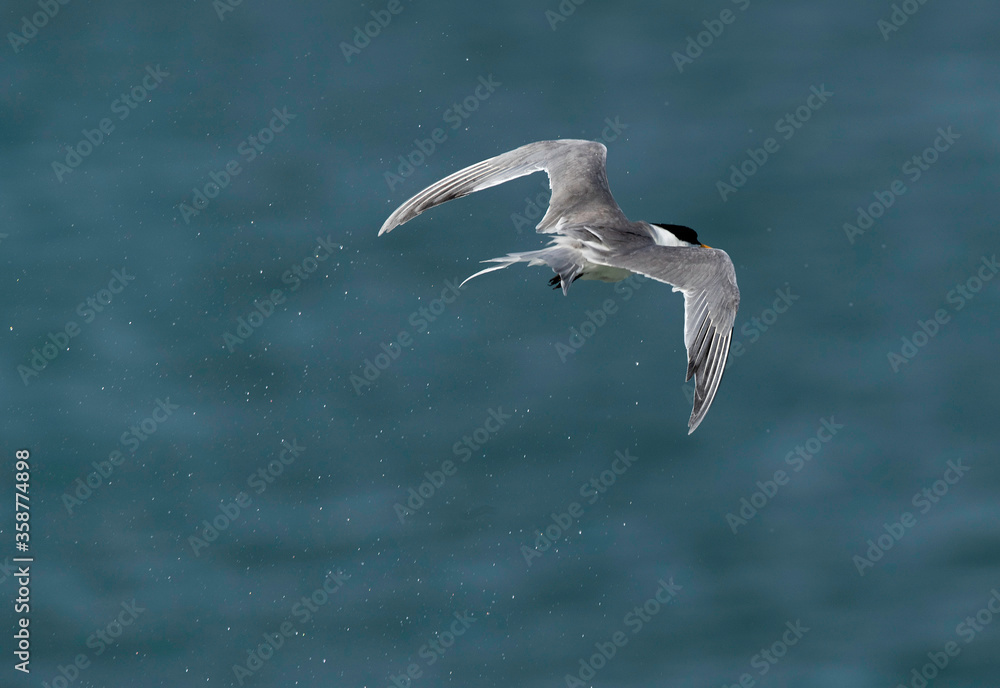 Lesser Crested Tern shaking to remove water after a dive while fishing at Busaiteen coast, Bahrain Lesser Crested Tern shaking to remove water after a dive while fishing at Busaiteen coast, Bahrain